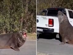 Elefante-marinho que bloqueou o trânsito em Ensenada é solto na praia após 10 horas de resgate