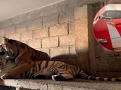 Tigres, cavalos de corrida e carros de colecionador, todos capturados pela FGR em Otumba