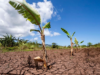 As piores inundações das últimas décadas destruíram as colheitas no Havai: há poucos vegetais no mercado e 50 milhões de dólares perdidos.
