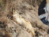 Três lobos mexicanos foram libertados em Chihuahua com a cooperação dos Estados Unidos, buscando restaurar a espécie
