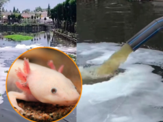 Santuário condena água poluída no canal Xochimilco: é o lar do axolote mexicano