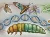 É assim que os organismos podem mudar de forma sem reescrever o seu DNA