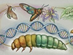 É assim que os organismos podem mudar de forma sem reescrever o seu DNA