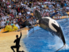 Grupos de defesa dos animais opõem-se à transferência das orcas Wikie e Keijo para o Loro Parque, em Tenerife: a França considera-a a “única solução”.