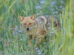 O declínio dos lobos na Europa permite a expansão de um novo predador que foi encontrado em Espanha: o lobo comum ou dourado.
