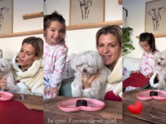 Eugenia Tobal comemora 14 anos do cachorro maltês: “Eu te amo Romeu na minha vida”