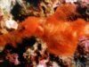 Eles encontraram uma nova espécie que parecia uma alga marinha, mas era um peixe fantasma