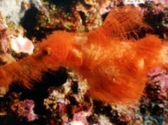 Eles encontraram uma nova espécie que parecia uma alga marinha, mas era um peixe fantasma
