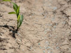 O problema dos fertilizantes devastados pela guerra está empurrando os agricultores para o consumo humano