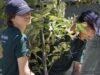 Inspirados por Jane Goodall, estudantes constroem viveiro para restaurar florestas de Los Angeles