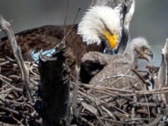 Duas águias americanas encontradas nidificando no parque do condado de Los Angeles