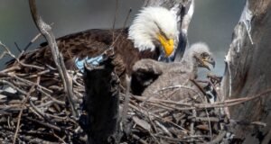 Duas águias americanas encontradas nidificando no parque do condado de Los Angeles