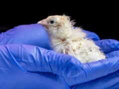 Havia uma fábrica para incubação de cascas de ovos artificiais