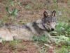 O lobo cinzento da Califórnia continua voltando