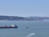 Cientistas apostam na IA para salvar baleias cinzentas de ataques de barcos na costa da Califórnia