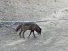 Este lobo visita Los Angeles e agora entra no Parque Nacional da Sequoia pela primeira vez em um século