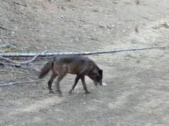 Este lobo visita Los Angeles e agora entra no Parque Nacional da Sequoia pela primeira vez em um século