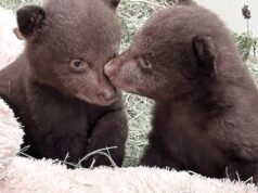 Filhotes de urso órfãos de SoCal estão voltando para a natureza