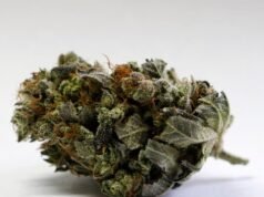 Quer levar maconha medicinal em um avião? O que você precisa saber