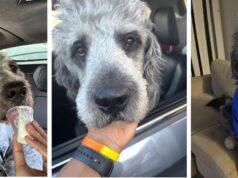 Assassinato de cachorro da família no LAPD em meio à vitória dos Knicks gera indignação