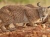 Registo histórico do lince ibérico: população duplica em quatro anos e ultrapassa os 2.600 exemplares na península