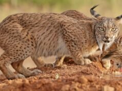 Registo histórico do lince ibérico: população duplica em quatro anos e ultrapassa os 2.600 exemplares na península