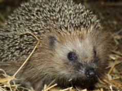 Microplásticos em ouriços europeus no Reino Unido: um estudo relacionado com alimentos para animais de estimação