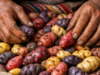 A batata mudou o DNA andino? O estudo descreve a adaptação genética da linhagem Quechua associada à alimentação há milhares de anos