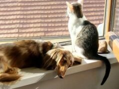 Um estudo mostra que nem os cães nem os gatos reduzem o estresse: é assim que nossos animais de estimação afetam nosso humor