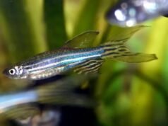 Os peixes dormem como os humanos: dormem todos os dias e passam a noite sonhando