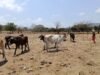 O setor agrícola da Costa Rica atravessa uma das piores crises em décadas