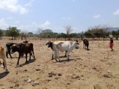 O setor agrícola da Costa Rica atravessa uma das piores crises em décadas
