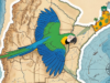 A arara-de-asa-azul retorna a Misiones depois de décadas desaparecendo da natureza