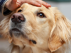 Espanha tem mais de 15 milhões de animais de estimação