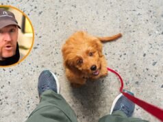 Alan Peiró, treinador de cães: “Nem todos os cães aprendem repetindo a mesma coisa indefinidamente”