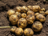 Batata peruana: a indústria abre um mercado melhor para os agricultores