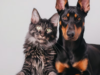 Campanha veterinária gratuita em 18 de junho: Onde e quais ofertas estão disponíveis?