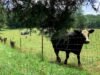 SAG está pedindo aos fazendeiros que se preparem para uma onda de calor prolongada