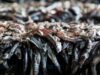 Anchova: PRODUCE suspendeu a temporada de pesca Centro-Norte de 2026 com apenas 25% da cota devida a juvenis.