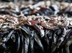 Anchova: PRODUCE suspendeu a temporada de pesca Centro-Norte de 2026 com apenas 25% da cota devida a juvenis.