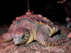A tartaruga cabeçuda Diana voltou a visitar Denia e abriu a época de nidificação na Comunidade Valenciana com 106 ovos