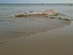 O que devo fazer se vir uma baleia encalhada numa praia do Peru?