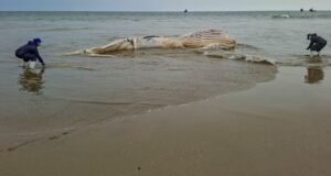 O que devo fazer se vir uma baleia encalhada numa praia do Peru?
