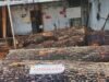 A Profepa fechou três propriedades no Estado do México devido a danos à paisagem florestal