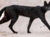Qual a aparência do serval preto e por que esse gato raro confunde os cientistas