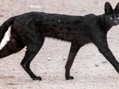 Qual a aparência do serval preto e por que esse gato raro confunde os cientistas