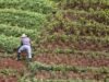 Esta intensidade é responsável por mais de 80% das disputas territoriais em Honduras