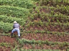 Esta intensidade é responsável por mais de 80% das disputas territoriais em Honduras