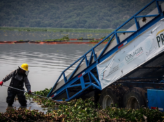 O governo do México reduz pela metade o número de lilas na barragem de Endhó após oito meses de trabalhos de limpeza