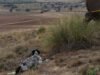 Madrid elabora uma nova lei de caça: permitida em 70% do território, todos os dias do ano e mais espécies no alvo: “0,63% da população decide pelo resto”